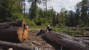 How Our Tree Care Process Works  in  Mission Canyon, CA