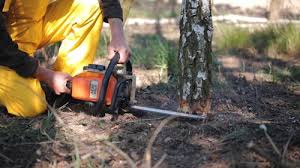 Best Fruit Tree Pruning  in Mission Nyon, CA