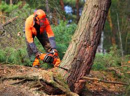 Best Tree Removal  in Mission Nyon, CA
