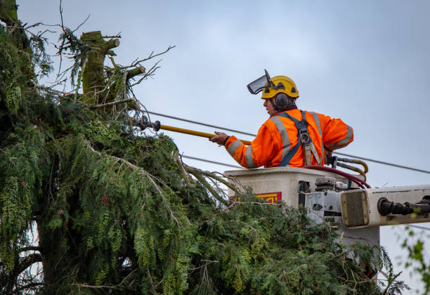 Best Tree Cabling and Bracing  in Mission Nyon, CA