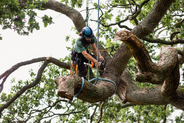 Best Tree Health Inspection  in Mission Nyon, CA
