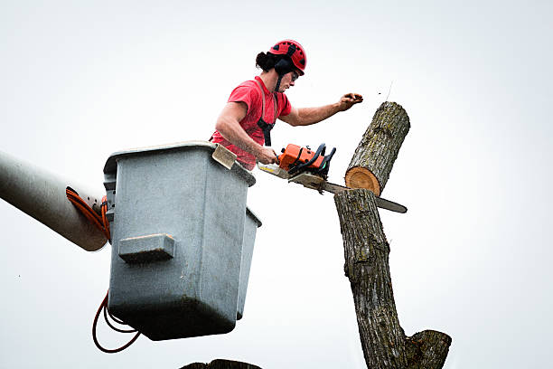  Mission Nyon, CA Tree Care Pros