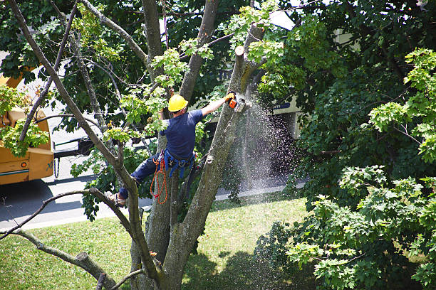 Best Tree Mulching  in Mission Nyon, CA