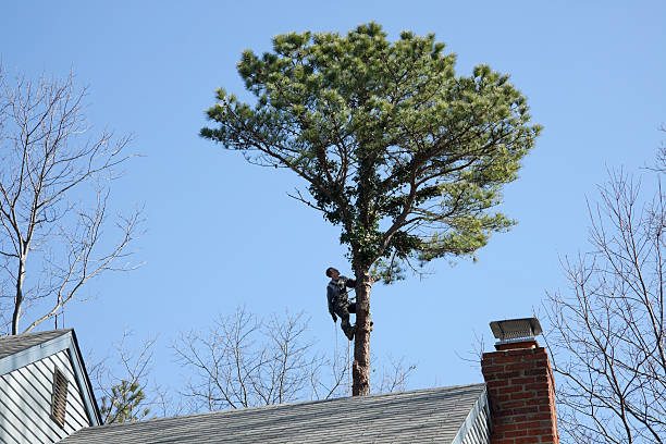 Best Hazardous Tree Removal  in Mission Nyon, CA