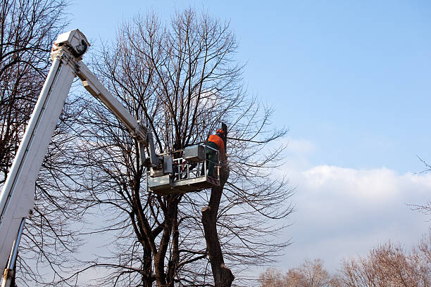 Best Aeration Services  in Mission Nyon, CA