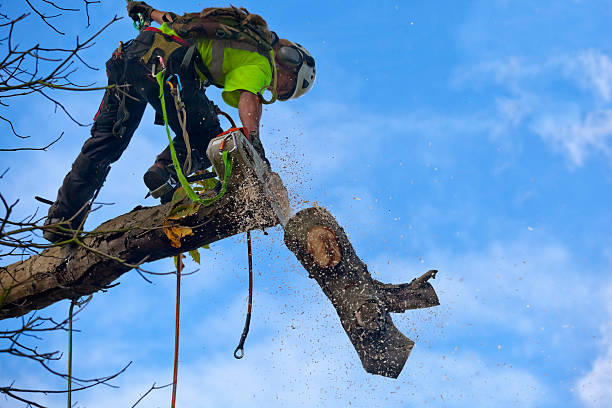 Best Storm Damage Tree Cleanup  in Mission Nyon, CA