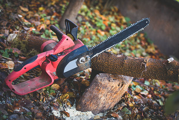 Best Seasonal Cleanup (Spring/Fall)  in Mission Nyon, CA