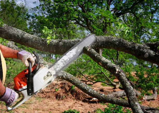 Trusted Mission Canyon, CA Tree Care Experts