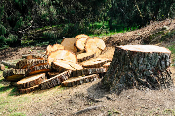 Best Firewood Processing and Delivery  in Mission Nyon, CA